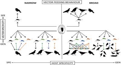 Is Host Selection by Mosquitoes Driving Vector Specificity of Parasites? A Review on the Avian Malaria Model